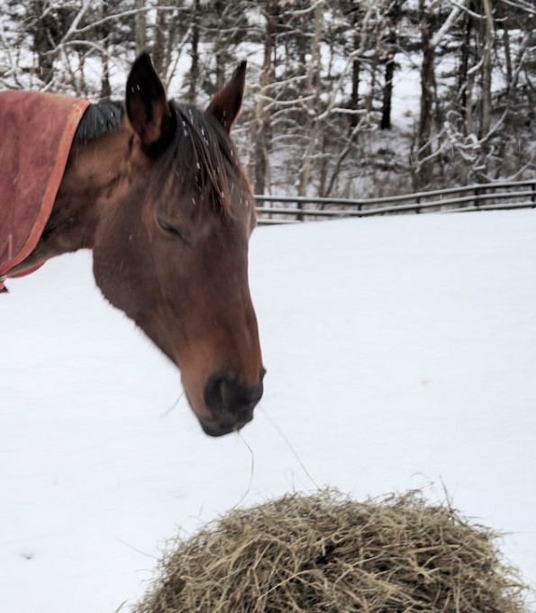 horse eating hay