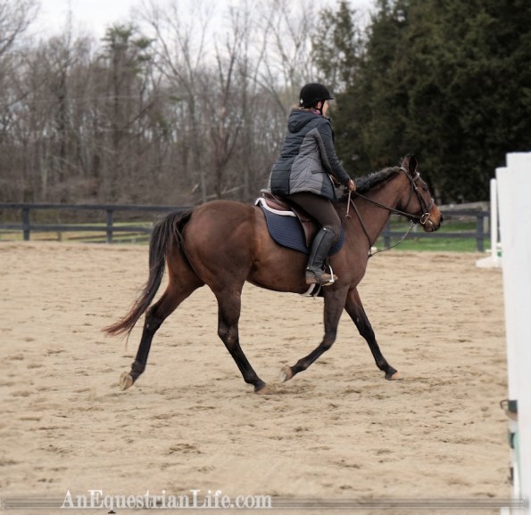 thoroughbred mare trotting