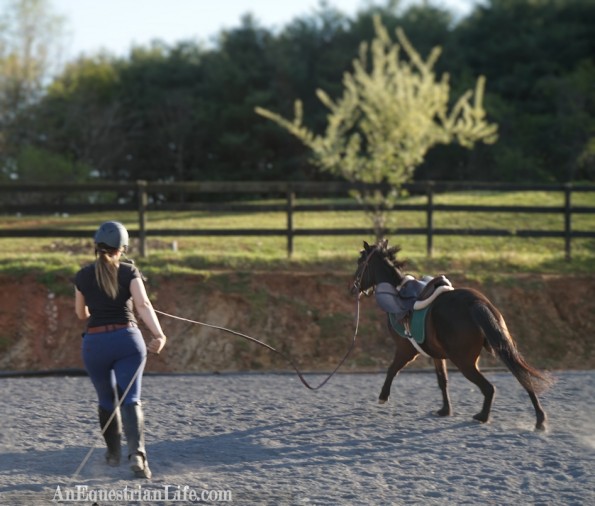 lunging a pony