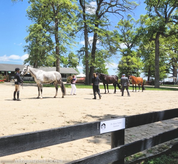 The arenas have literal oak trees in them. I think I would enjoy that as my usual riding arena.