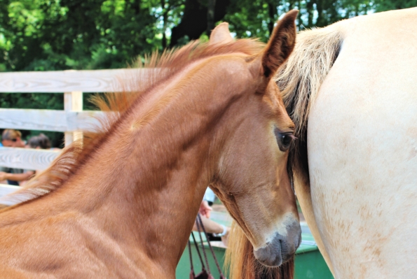 warmblood horse breeders