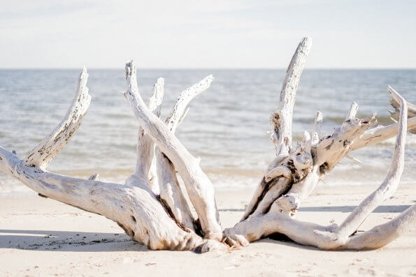 bleached driftwood on the beach