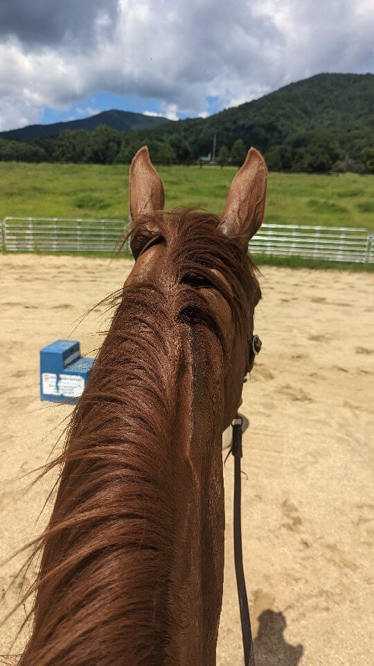 Mommy loves you but I'm kind of missing this. 

First ride on my man Stu. Been waiting for this moment for five years, ever since I first saw him as a little three day old colt. It was everything I hoped it would be!! Thank you to @tsfperformancehorses for everything you put into him!! 

#horsesofinstagram #horselife #equestrianmom #momlife #instahorse #warmbloodsofinstagram #horsemom #horses #equestrian