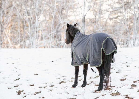 pony in the snow