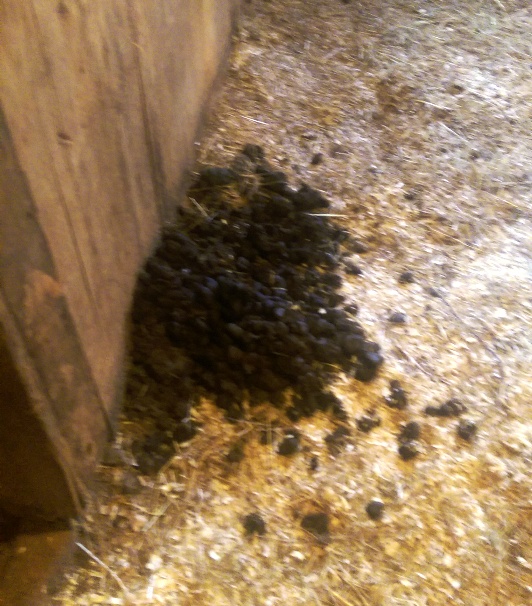 Horses Unraveling the Mystery Part 2 They Poop An Equestrian Life