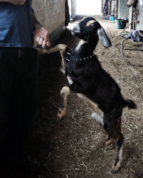 begging goat
