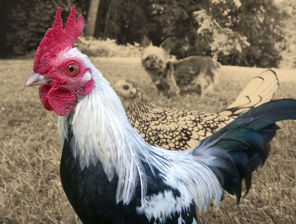 bantam rooster
