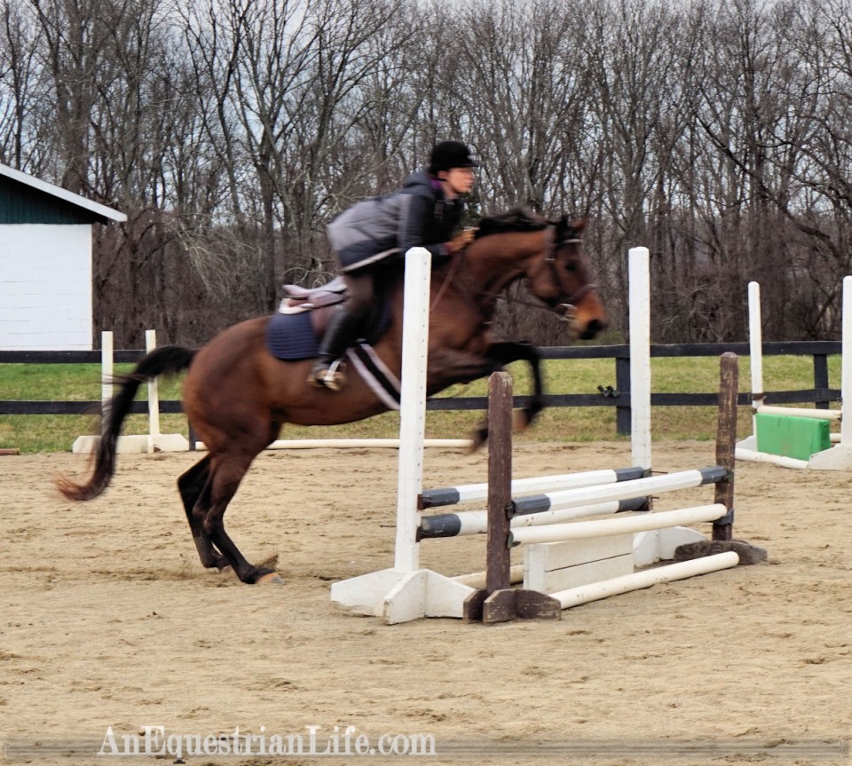 Handing Over the Reins - An Equestrian Life