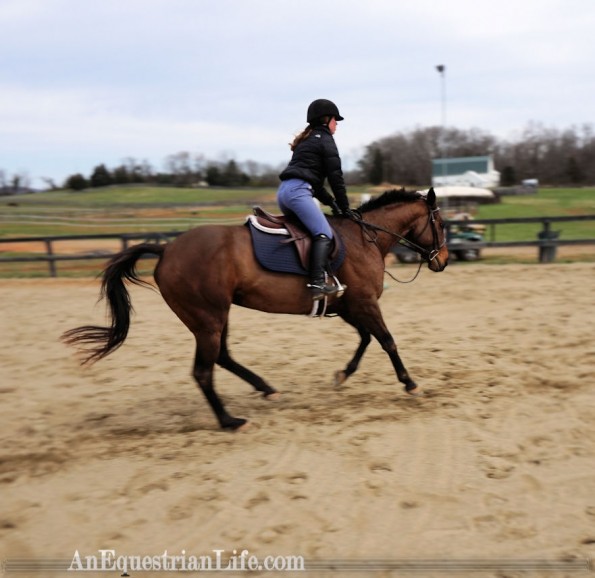 thoroughbred canter