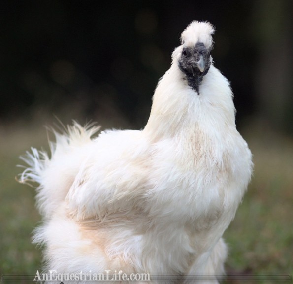 Fluffers had a second job as a chicken model.