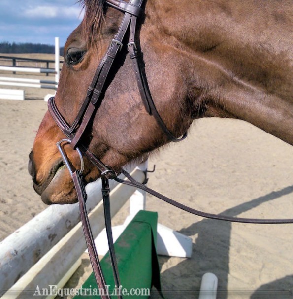 Does she need a martingale? Probably not, but I am kind of attached to my face at this point. 