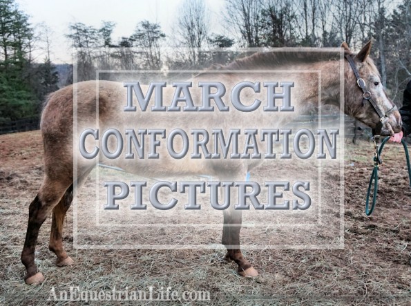 monthly horse conformation