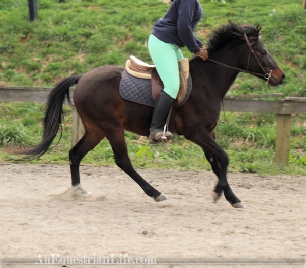 german riding pony canter