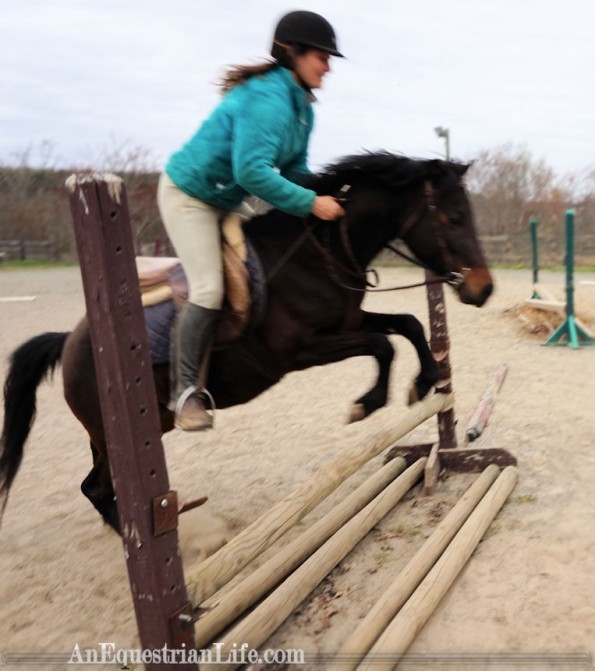 german riding pony jumping