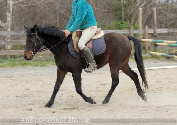 german riding pony trot