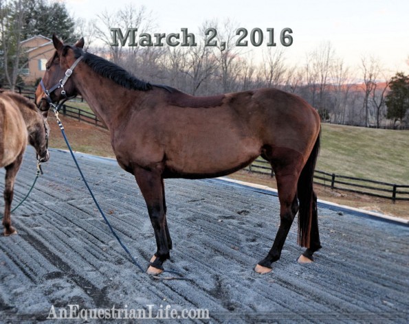 7 year old horse conformation