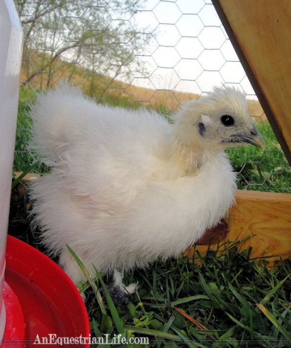 Fluffers first day outside, in our original coop. 