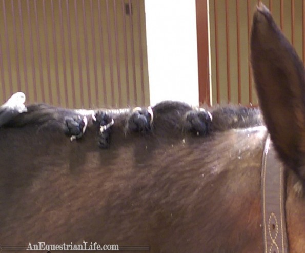 types of horse braids