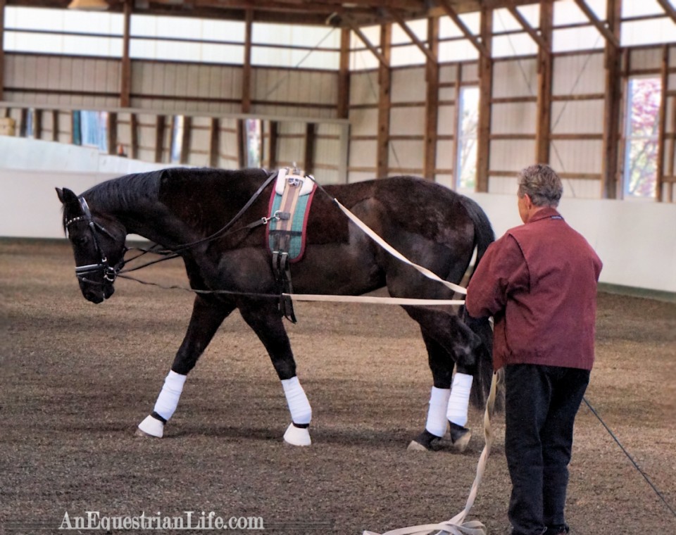 Lunging and Long Lining Clinic Working with the Horse An Equestrian Life