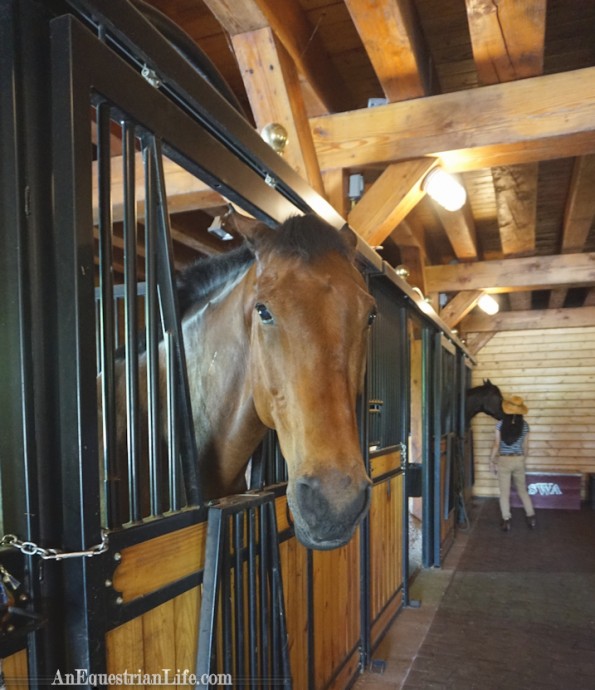 Gorgeous interior, I loved the exposed beams. Also, horse looks semi grouchy, but actually was quite friendly.