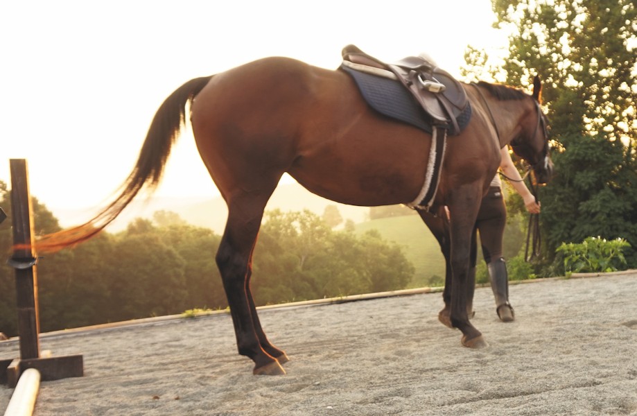 Elegant Horse Photoshoot in Leesburg, VA An Equestrian Life