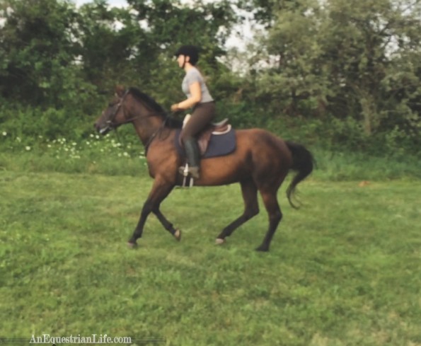 open field cantering