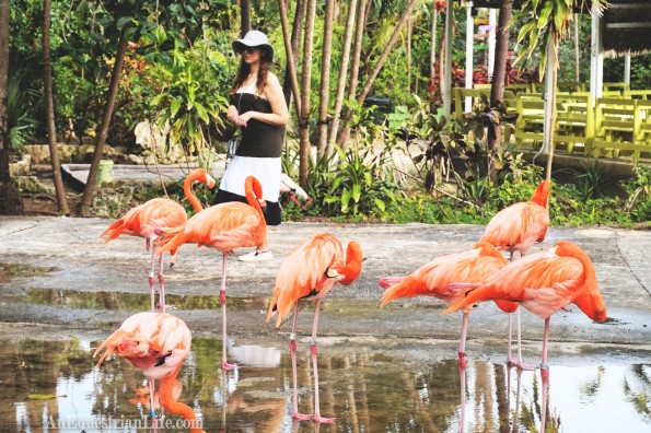 standing with flamingos