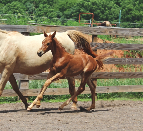 foal canter