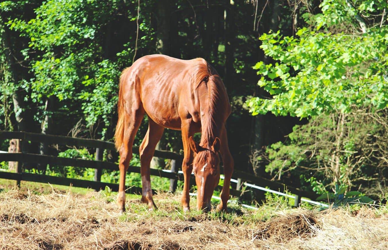 yearling colt