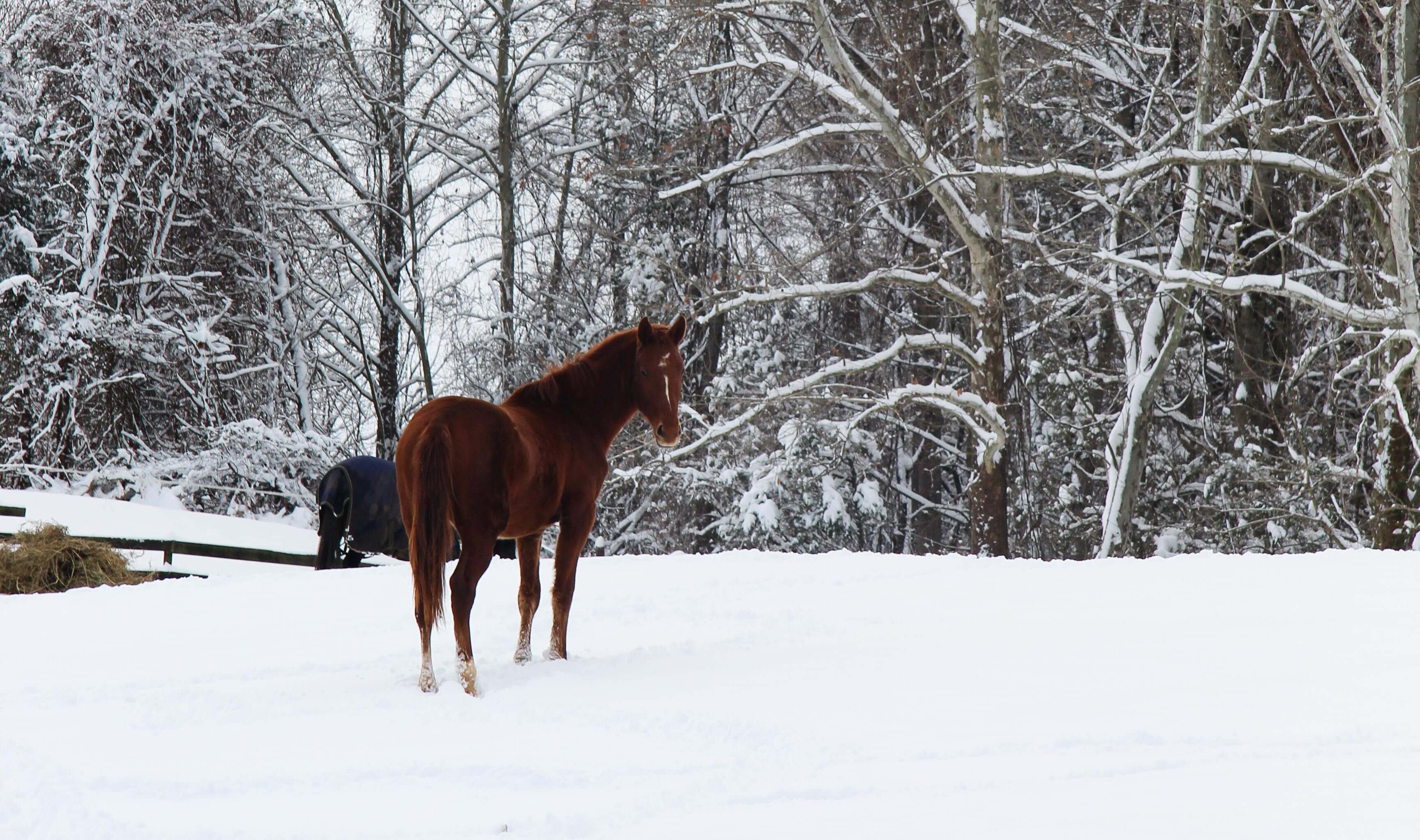 snowy horse pasture