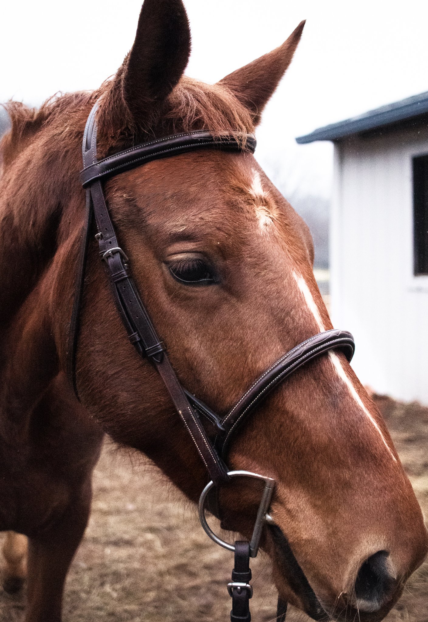 Bridling Stubert An Equestrian Life