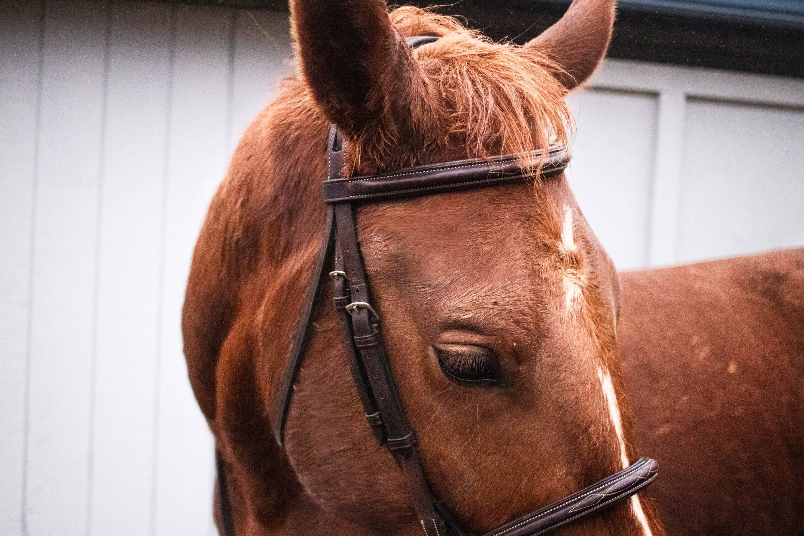 bridled horse head