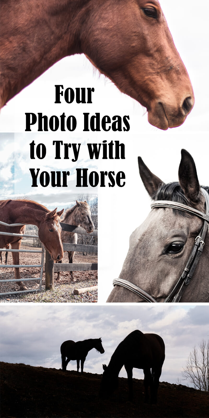 Pin for horse photo ideas