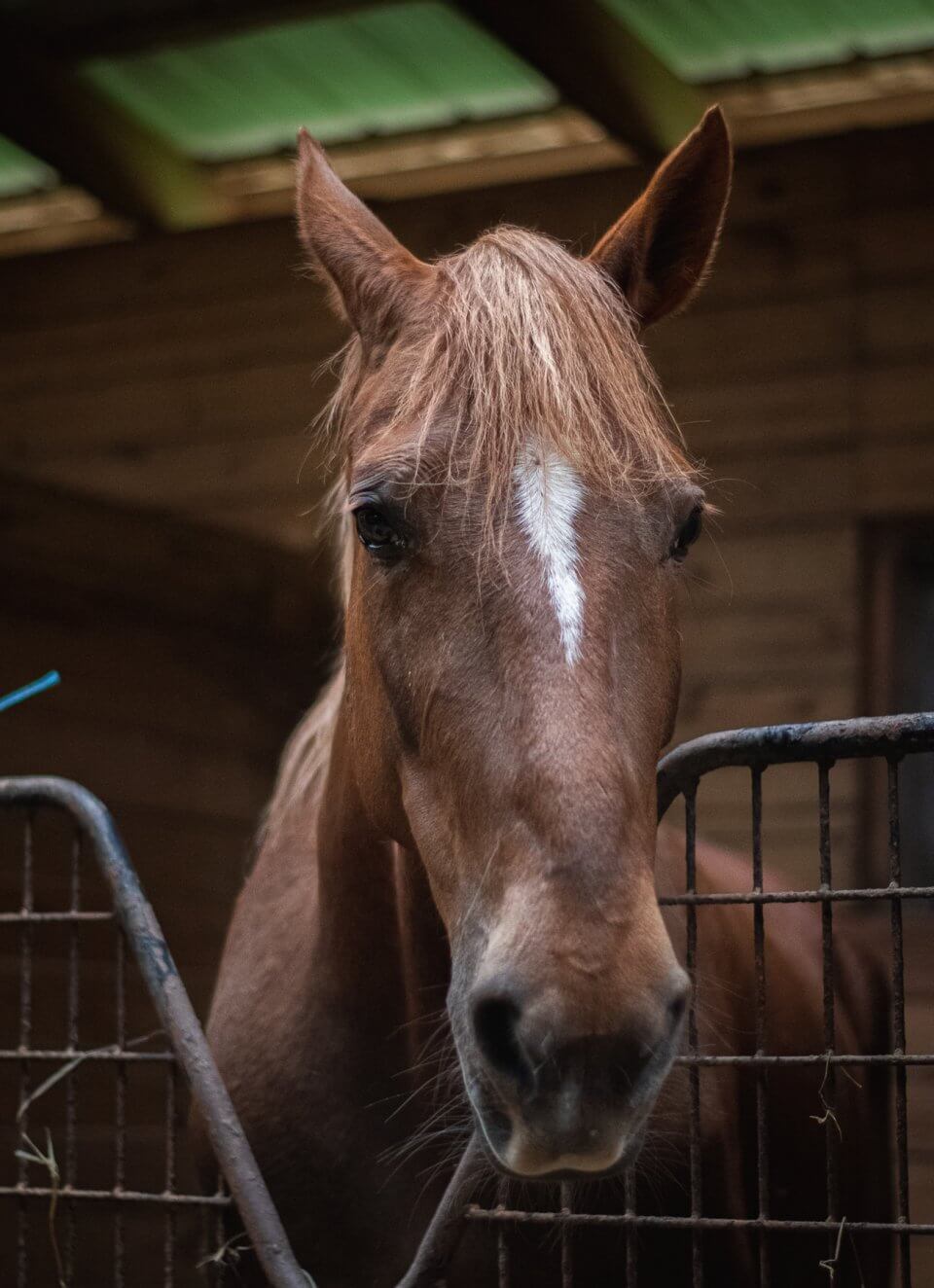 BLM mustang in stall