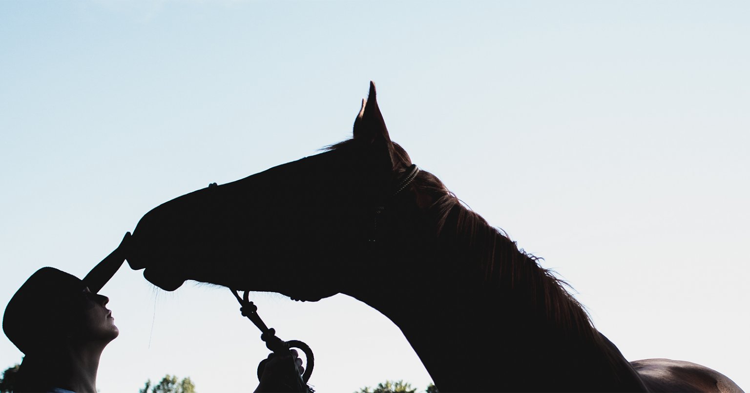 Rope Halter Convert A Rope Halter Review An Equestrian Life