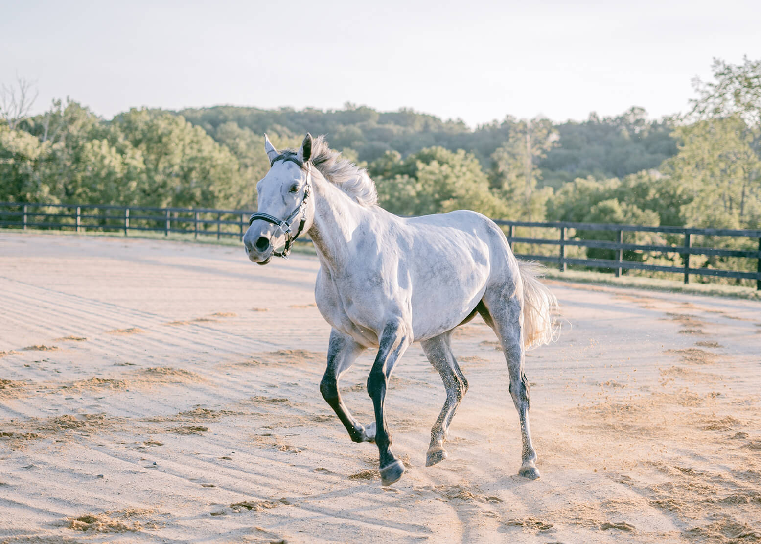 gray horse cantering in arena