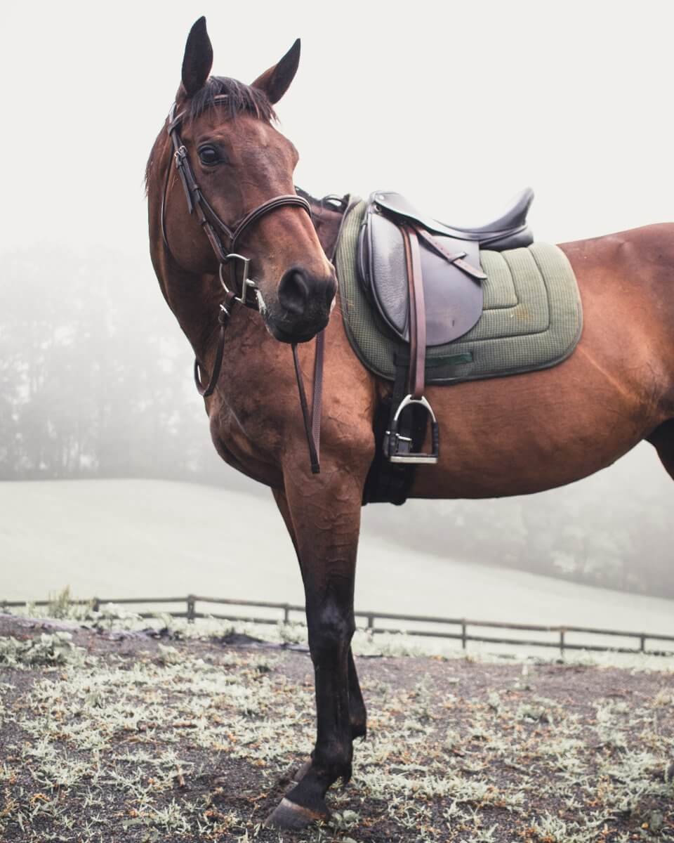 tacked up horse standing in foggy area