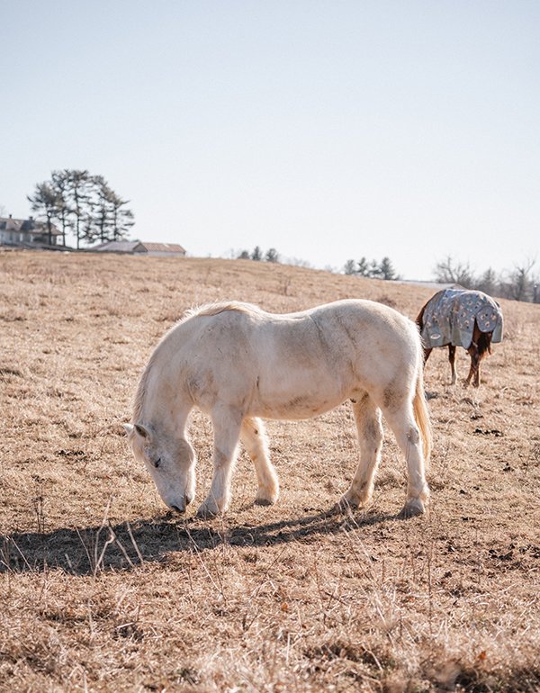 white horse out in pasture