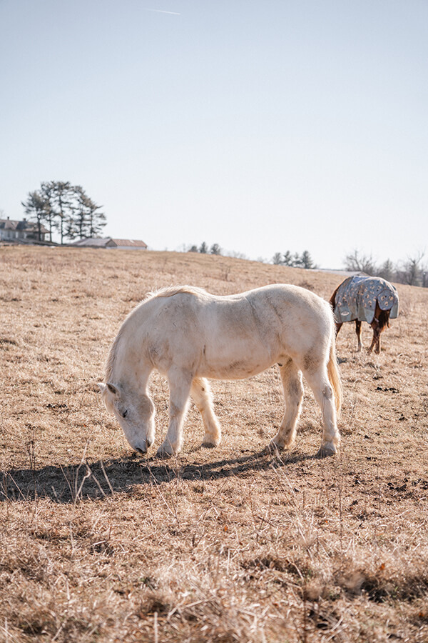 white horse out in pasture