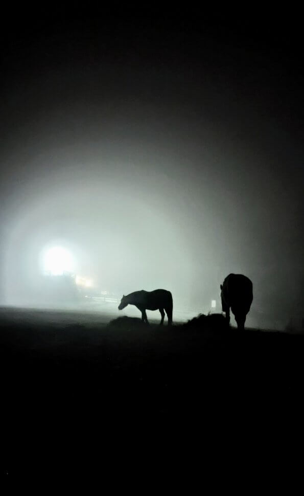 horses at night back lit