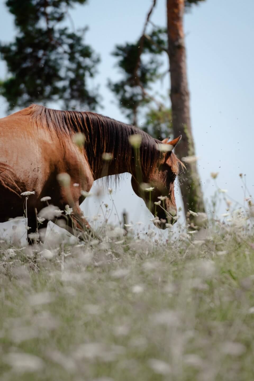 horse walking in pasture