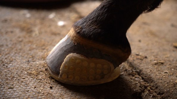 close up of versa grip glue on horse shoe