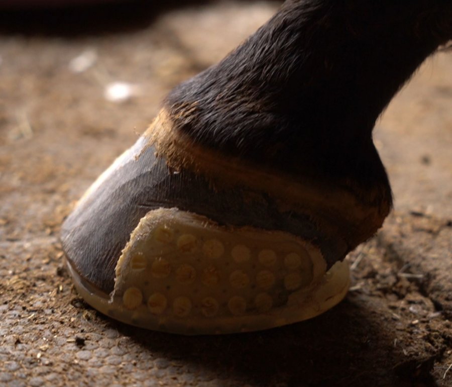 close up of versa grip glue on horse shoe