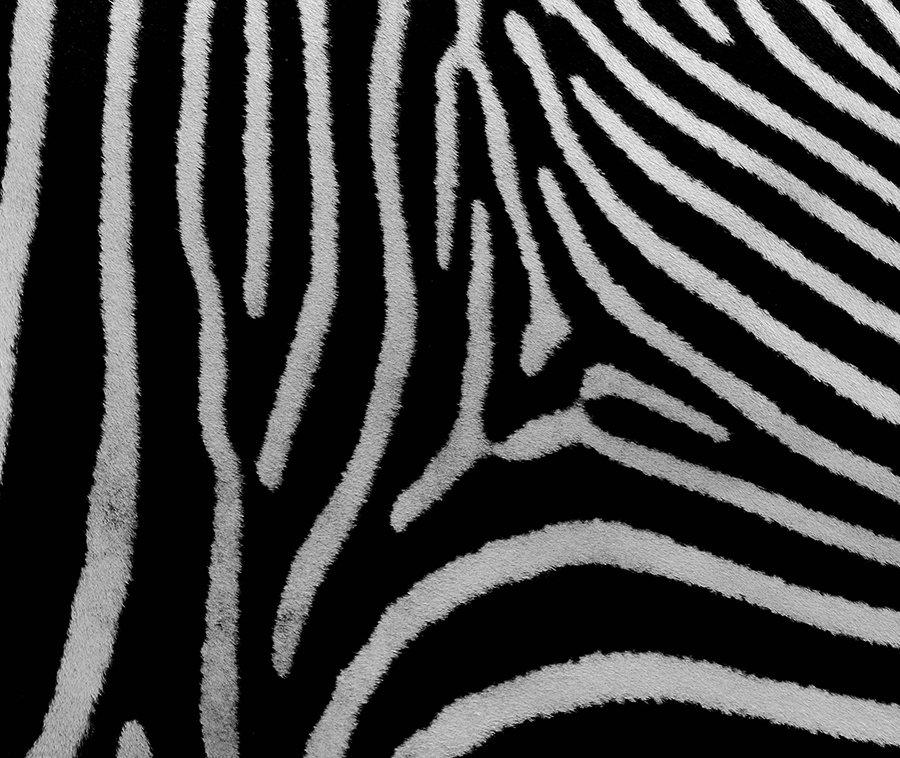 close up of zebra print