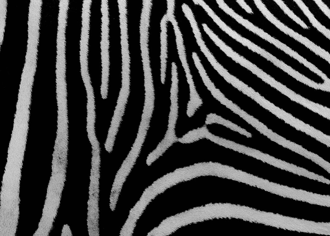 close up of zebra print