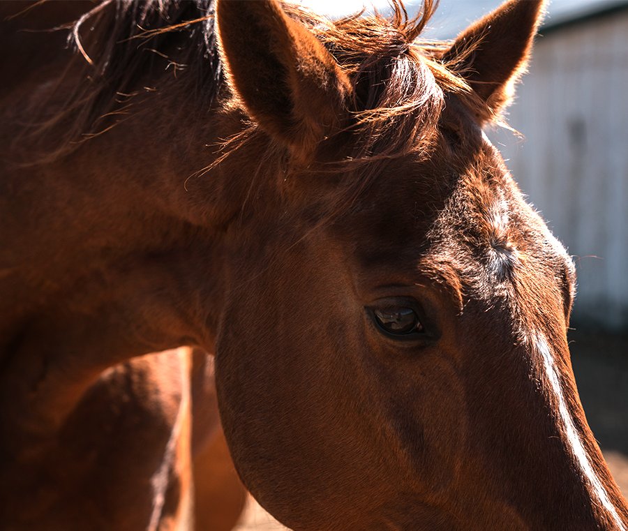 close up of horse face and neck