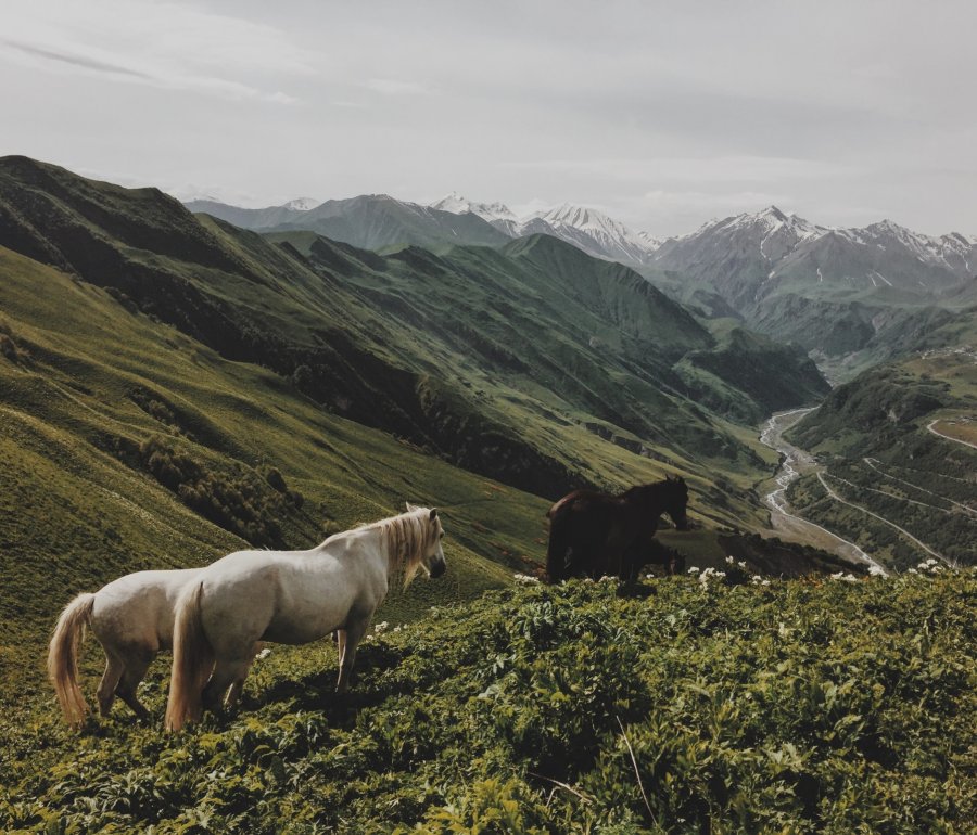 horses on the top of high hills