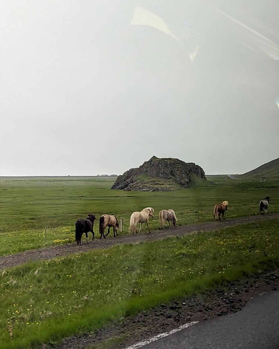 horses loose on the road in Iceland