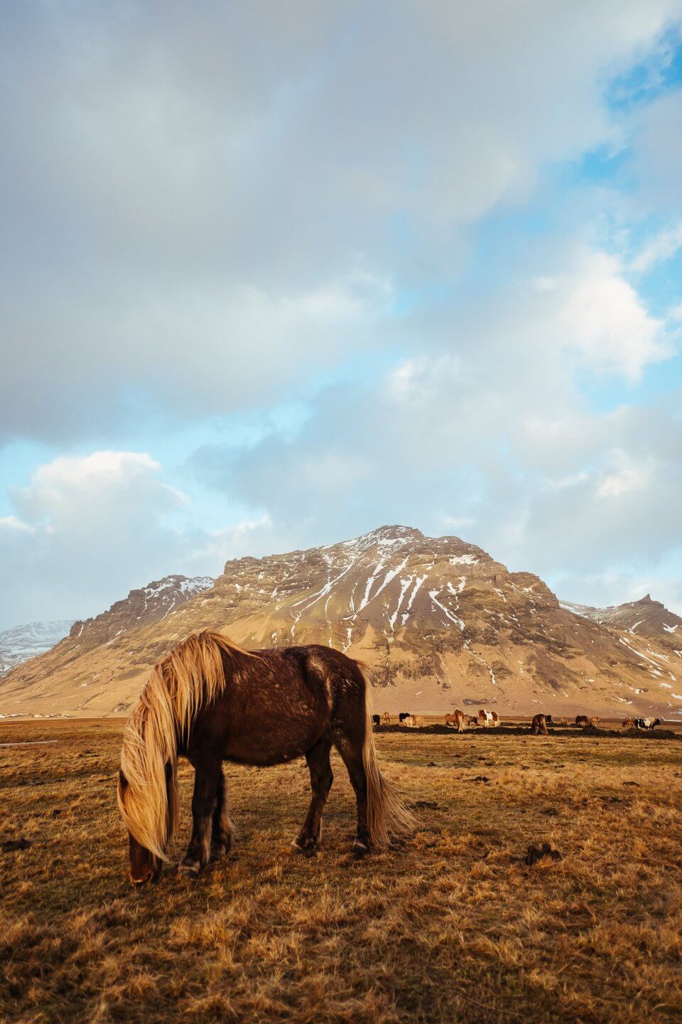 horse in a field in front of a mountain