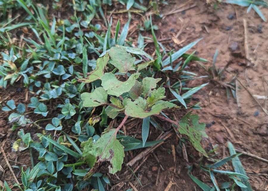 close up of burr plant